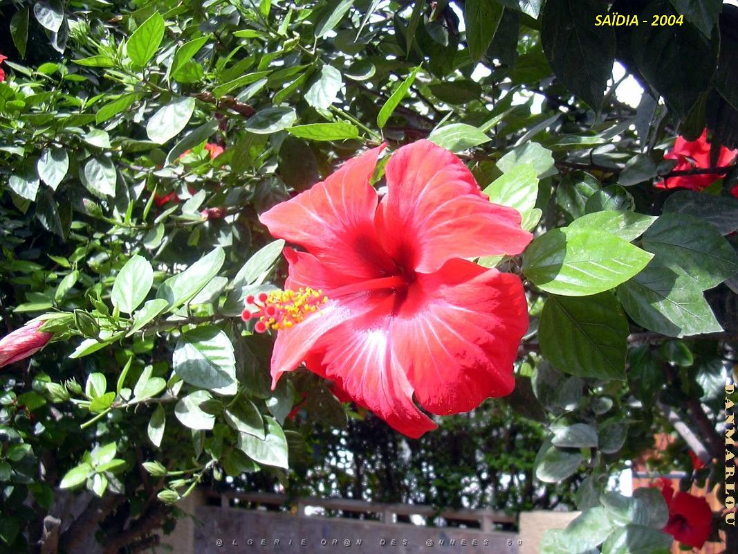 2004 09 SAIDIA FRONTIERE ALGERO MAROCAINE (7).JPG